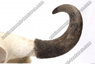 skull antler 0003